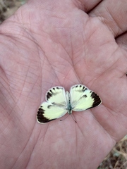 Colotis daira stygia