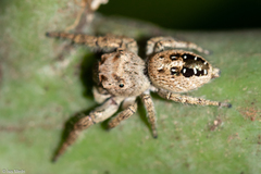 Metaphidippus albopilosus