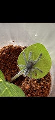 Caribena versicolor