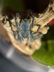 Caribena versicolor