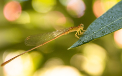 Leptobasis vacillans