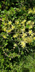 Clematis forsteri