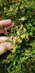 Clematis forsteri