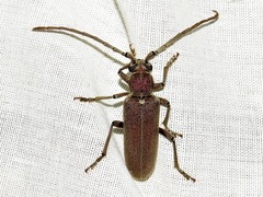 Africophanes amicus