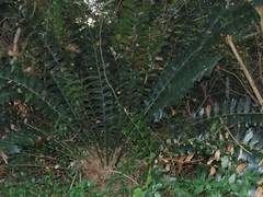 Encephalartos ferox