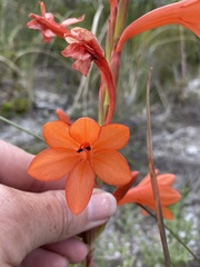 Watsonia coccinea