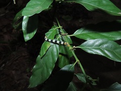 Mitriostigma axillare