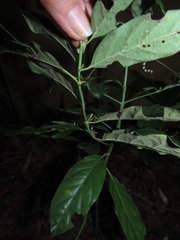 Mitriostigma axillare