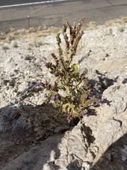 Phacelia sivinskii