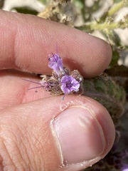 Phacelia sivinskii