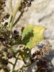 Phacelia sivinskii