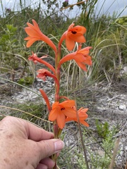 Watsonia coccinea