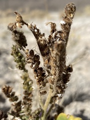 Phacelia sivinskii