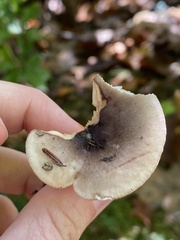 Lactarius fuliginosus