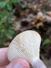 Lactarius fuliginosus