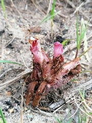 Hyobanche thinophila