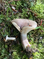 Lactarius fuliginosus