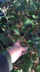 Farfugium japonicum