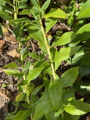 Platycodon