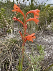 Watsonia coccinea