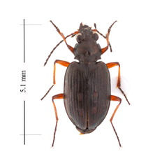 Bembidion carinula