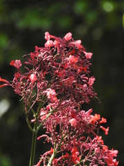 Fridericia trailii