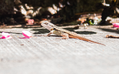 Sceloporus variabilis