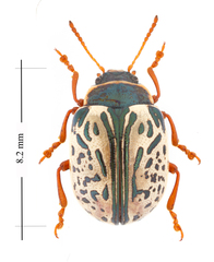 Calligrapha suturella
