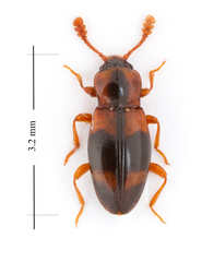Phymaphora pulchella