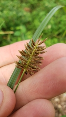 Cyperus pseudothyrsiflorus