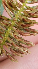 Cyperus pseudothyrsiflorus