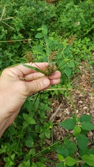 Cyperus pseudothyrsiflorus