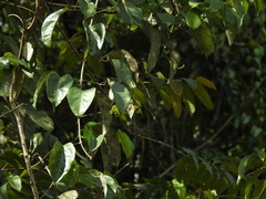 Fridericia trailii