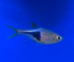 Trigonostigma heteromorpha