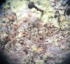 Chaenotheca phaeocephala