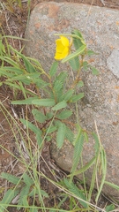 Chamaecrista capensis