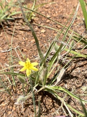 Hypoxis argentea