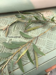 Acacia solenota