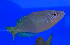 Melanotaeniidae