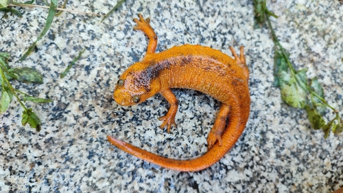 Iberian Ribbed Newt, Córdoba, ES-AN, ES, photo 7 of 10