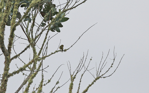 Olivaceous Siskin (Spinus olivaceus), photo 8