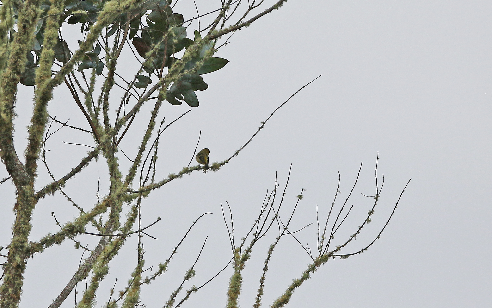 Olivaceous Siskin (Spinus olivaceus), photo 8