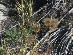 Porophyllum ruderale