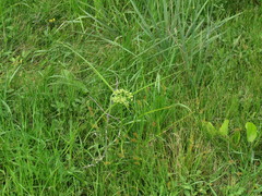 Cyperus pseudovegetus