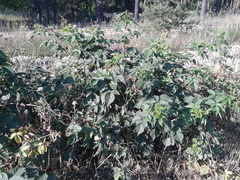 Rubus polonicus