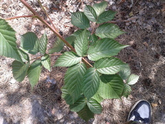 Rubus polonicus