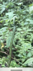 Tracheophyta