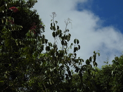 Fridericia trailii