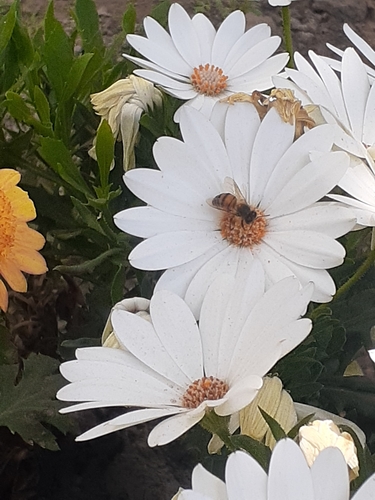 photo of Western Honey Bee (Apis mellifera)