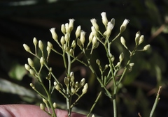 Baccharis brachyphylla